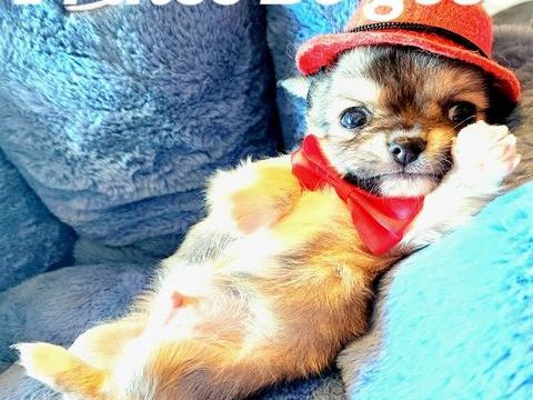 SUPERBES CHIOTS CHIHUAHUAS MINIATURES 1200 33000 Bordeaux