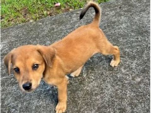 Loki, le plus beau ! 350 49000 Angers