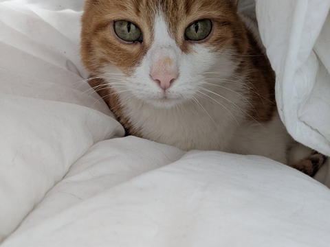 Babou 80 44000 Nantes