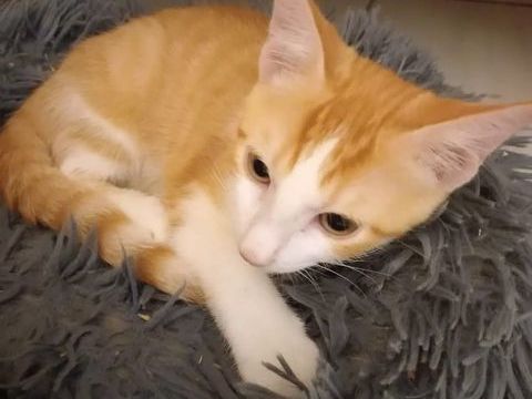 ✨️ DORITO ✨️ 🐱 210 78500 Sartrouville
