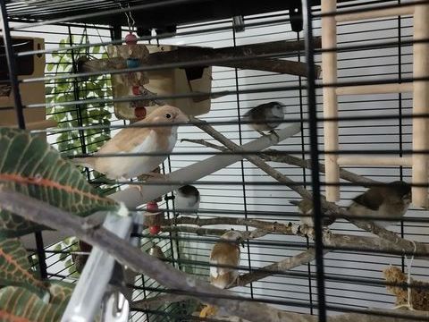 Divers oiseaux exotiques. 0 38330 Montbonnot-saint-martin