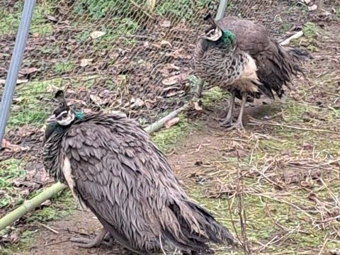 Paonnes 35 53160 Iz�