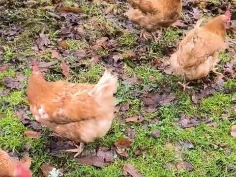 Poules 10 40700 Momuy