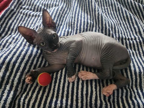 Chatons Sphynx Hairless Loof 1600 29780 Plouhinec
