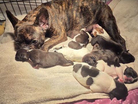 Chiots bouledogues fran&ccedil;ais exotique 1550 76880 Arques-la-bataille