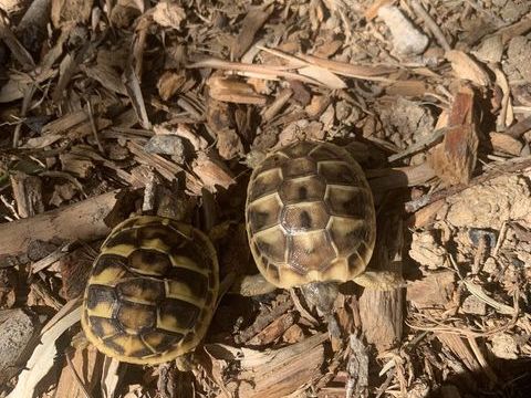tortues Herman? 25 66000 Perpignan