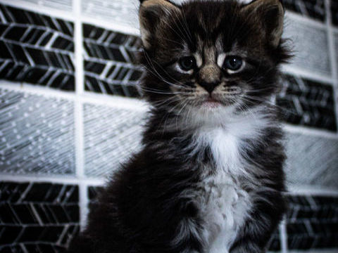 Maine Coon Loof 1300 50210 Montpinchon