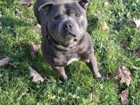 Staffordshire Bull Terrier LOF de 4 ans ? Pour adoption 0 69220 Belleville