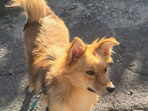 A L'ADOPTION FELISA SE TROUVE EN REFUGE UKRAINE 0 75018 Paris