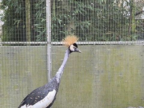 C&egrave;de Grues royales 600 09700 Saverdun