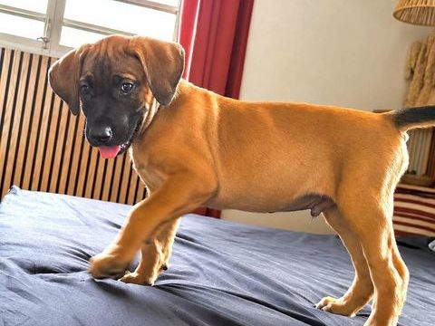 Banjo, bien dans ses papattes 300 70000 Andelarre
