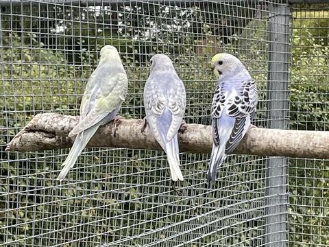 Perruche ondul&eacute; violette 8 62720 Rinxent