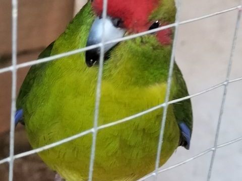 Kakariki 60 83500 La seyne-sur-mer