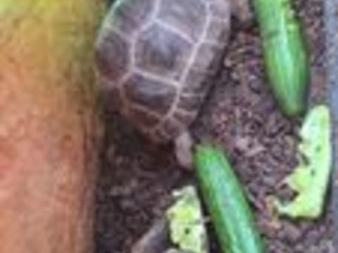  Tortue Aldabrachelys gigantea 