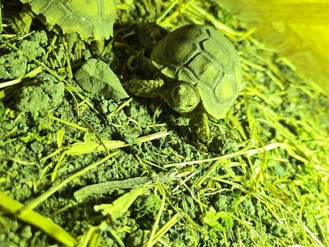 Tortue+de+terre 150 62160 Bully-les-mines
