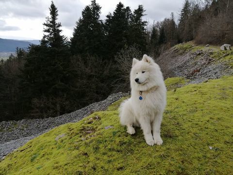 Samoyède mâle LOF disponible pour saillie 500 88200 Remiremont