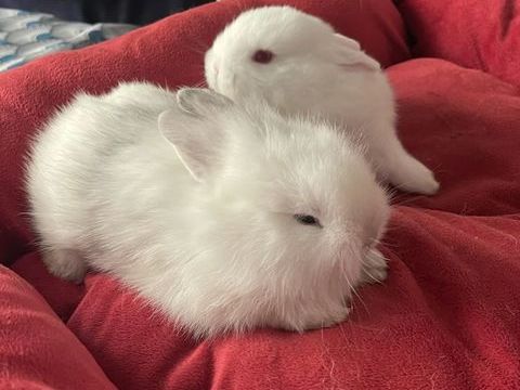 lapins extras nains 50 83100 Toulon