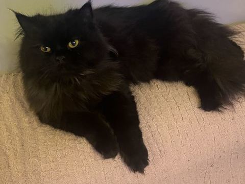 Persan pour saillies 200 50700 Valognes