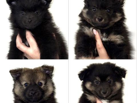 Adorables chiots Spitz allemands 900 30100 Al�s