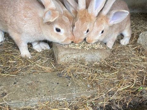 Lapin argent&eacute; anglais pur race 23 68700 Aspach-le-haut