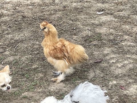 Coq de soie fauve 5 85230 Beauvoir-sur-mer