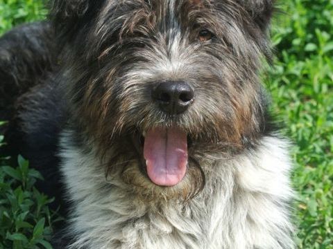 Tosca &agrave; l'adoption 300 69001 Lyon