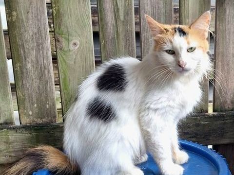 ✨️ P&Eacute;N&Eacute;LOPE ✨️ 🐱 190 92000 Nanterre