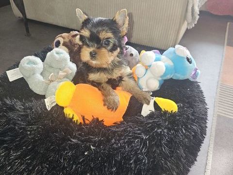 Superbes chiots m&acirc;les yorkshire terrier 
1500 69330 Meyzieu