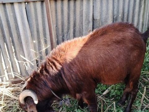 2 boucs adultes et une chèvre adulte 2500 2500 97460 Saint-paul