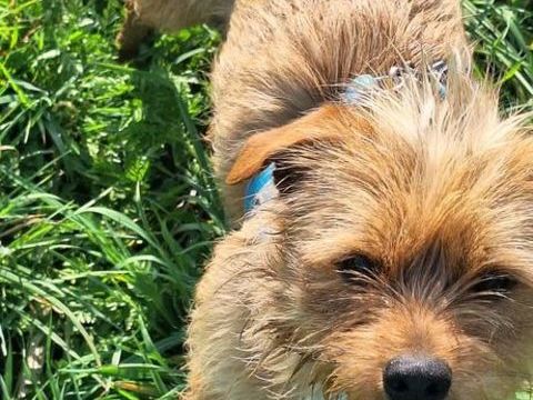 Anastasie &agrave; l'adoption 320 77810 Thomery