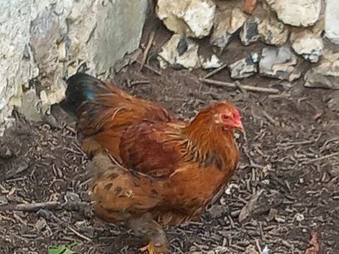 Jeune coq nain 5 89140 Plessis-saint-jean