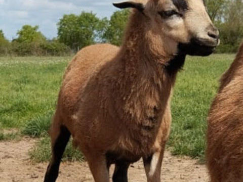 Mouton du Cameroun 80 49310 Vihiers