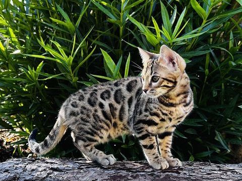 Chatons bengals LOOF 1500 13300 Salon-de-provence