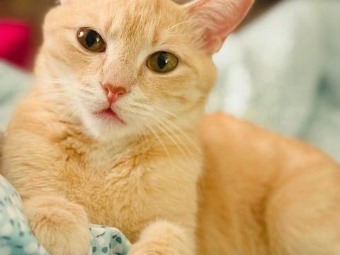 Miracle jeune chatte qui porte bien son nom ! 180 75015 Paris