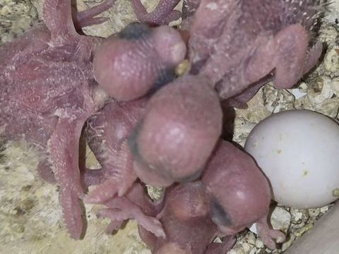 Des perruches ondul&eacute;es toutes &acirc;ges 30 93120 La courneuve