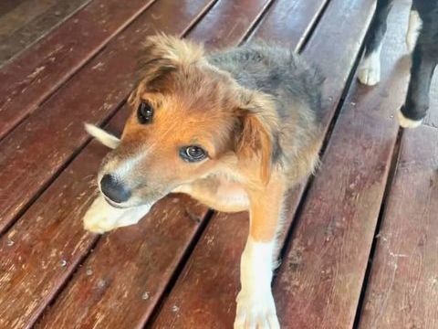 ✨️ LA&Iuml;KA ✨️ 🐶 290 77400 Carnetin