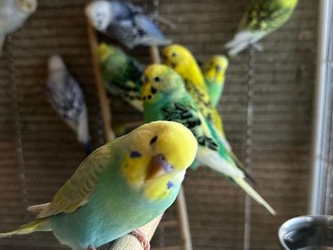 Perruches ondulées 15 78770 Marcq