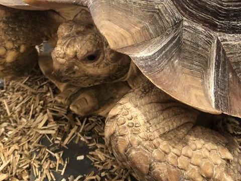 Sulcata m&acirc;le adulte 800 45430 Ch�cy