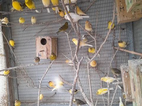 canaris 15 16410 Boux