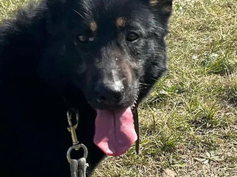 Billy boy  230 26700 Pierrelatte