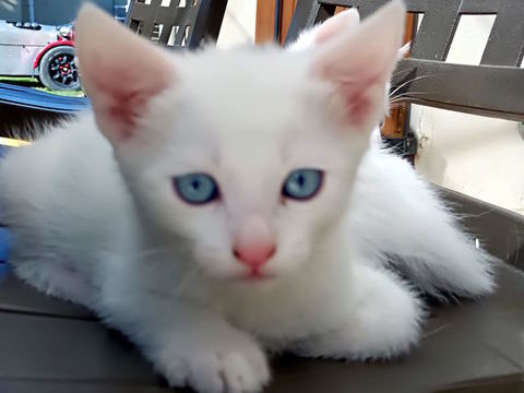 Chaton blanc yeux bleus  type Kaho manee 0 84200 Carpentras