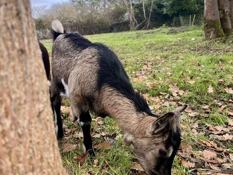 Ch&egrave;vres MINIATURES 100 82400 Golfech