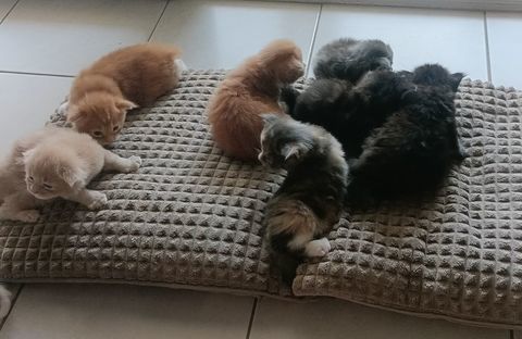 Adorables chatons Maine Coon &agrave; r&eacute;server m&acirc;les et femelles 1000 06150 Cannes la bocca