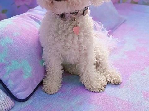 T&eacute;quila un amour de louloute 400 61120 Vimoutiers