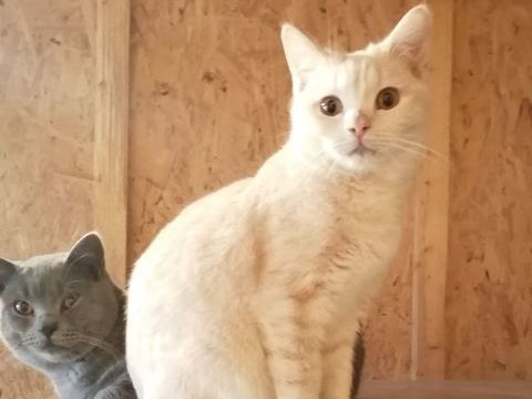 Joli chaton British Fawn 450 65370 Siradan