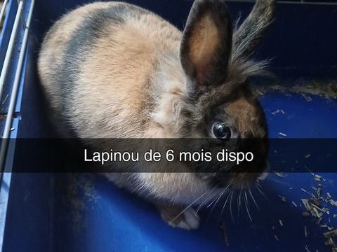 Bonjour lapinou de 6 mois disponible 10 57340 Morhange