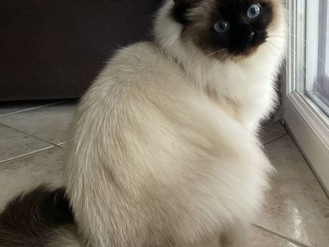 Femelle Adulte Sacré de Birmanie 400 38510 Arandon