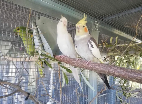 Calopsittes Epp 40 06500 Menton