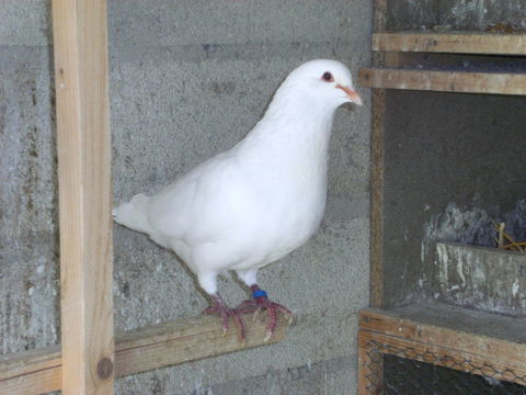 Pigeons de chair 15 77167 Bagneaux-sur-loing