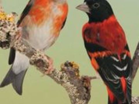  Très Beau Couple Formé De Tarin De Venezuela Bagué 2026 